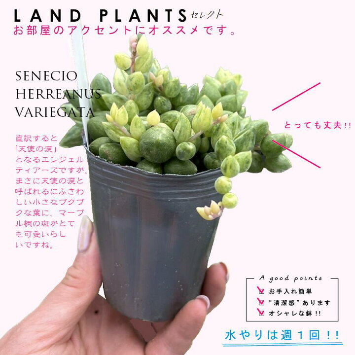 楽天市場】多肉植物 エンジェルティアーズ（錦：斑入り） 2.5号 ポット 