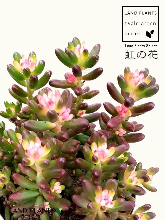 楽天市場】多肉植物 セダム（虹の花） 2.5号 プラスチック鉢 レイワノ 