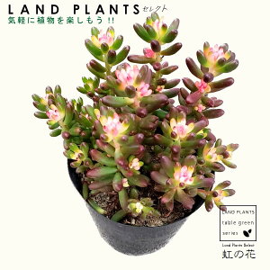 A Z_ỉԁj 2.5 vX`bN Cm^E Sedum 'Nijinohana'