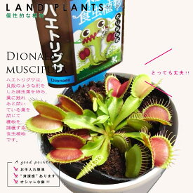 【食虫植物】 ハエトリグサ（ディオネア） 4号 白色 プラスチック鉢 蠅捕草 ハエトリソウ ハエジゴク 殺虫 食虫 害虫駆除 ハエ コバエ Dionaea muscipula