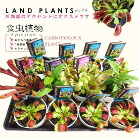 【食虫植物】 【ケース販売：12鉢】 食虫植物（3品種ミックス） 4号 白色 プラスチック（12鉢） ハエトリグサ・ウツボカズラ・ヘイシソウ 靫葛 蠅捕草 殺虫 食虫 害虫駆除 ハエ carnivorous plant mix Nepenthes・Sarracenia・Dionaea