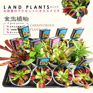 yHAz yP[X̔F12z HAi3i~bNXj 4 F vX`bNi12j nGgOTEEc{JYEwCV\E Ԋ 墕ߑ E H Q쏜 nG carnivorous plant 
