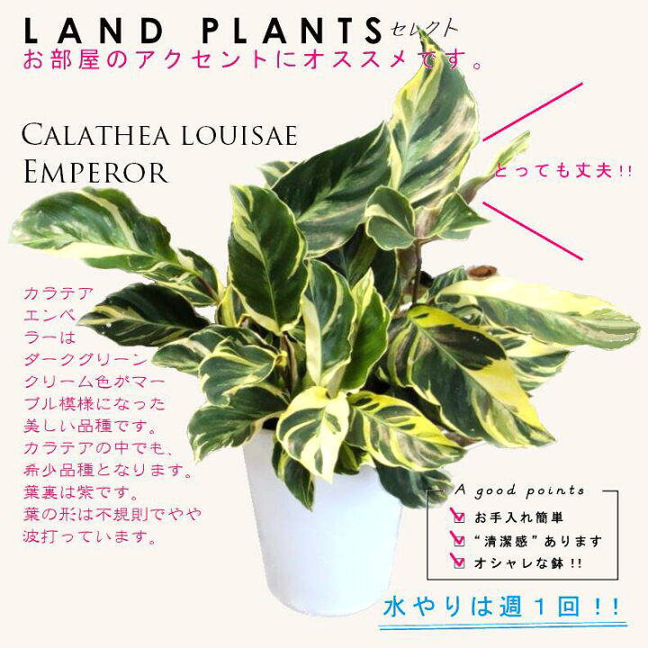 楽天市場】【お試し】 カラテア（エンペラー） 4号 白色 プラスチック 