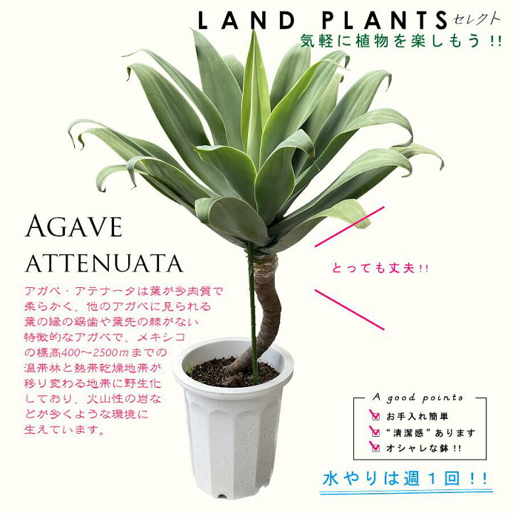 楽天市場】アガベ（アテナータ）幹上がり 10号 プラスチック鉢 約130cm 