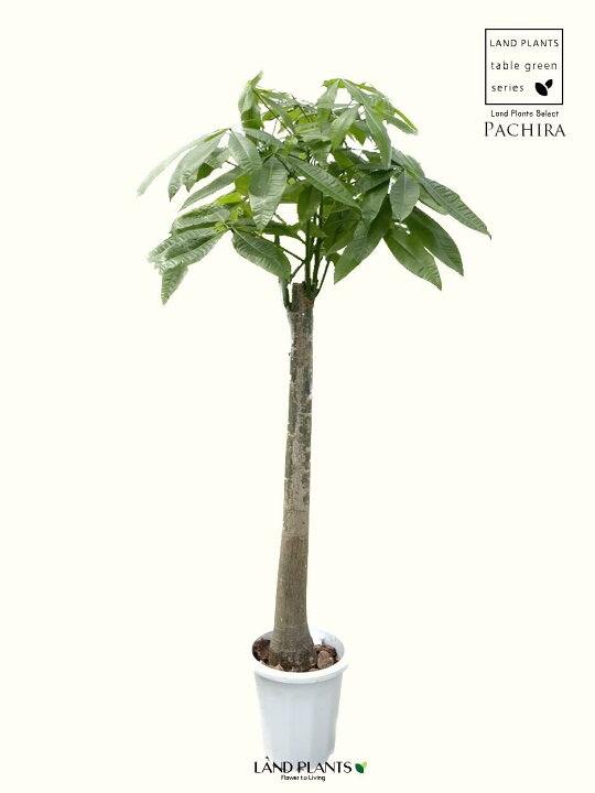 楽天市場】パキラ（朴仕立て） 約180cm 10号 プラスチック鉢 白色 