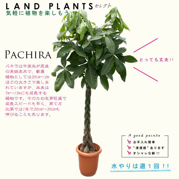 楽天市場】パキラ（編込み） 約180cm 10号 プラスチック鉢 茶色 