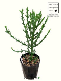 【お試し】 ユーフォルビア（ステノクラーダ） 4号 黒色 プラスチック鉢 Euphorbia stenoclada