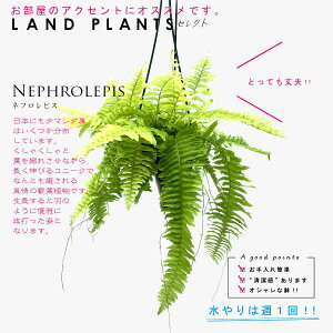 �y�V�_�A���z �^�}�V�_�i�l�t�����s�X�E�u�����h�j 5�� �݂蔫 ���F�v���X�`�b�N�� �V�_ �V�_�A�� �^�}�V�_ Nephrolepis