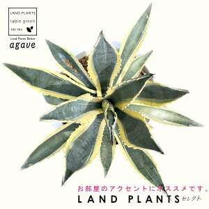 �A�K�x�i�A�����J�[�i�E�o���G�K�[�^�j 10�� �v���X�`�b�N�� ��130cm �����E�[�c���� �̗��㗖 ���㗖 ������ �� �͗l Agave americana