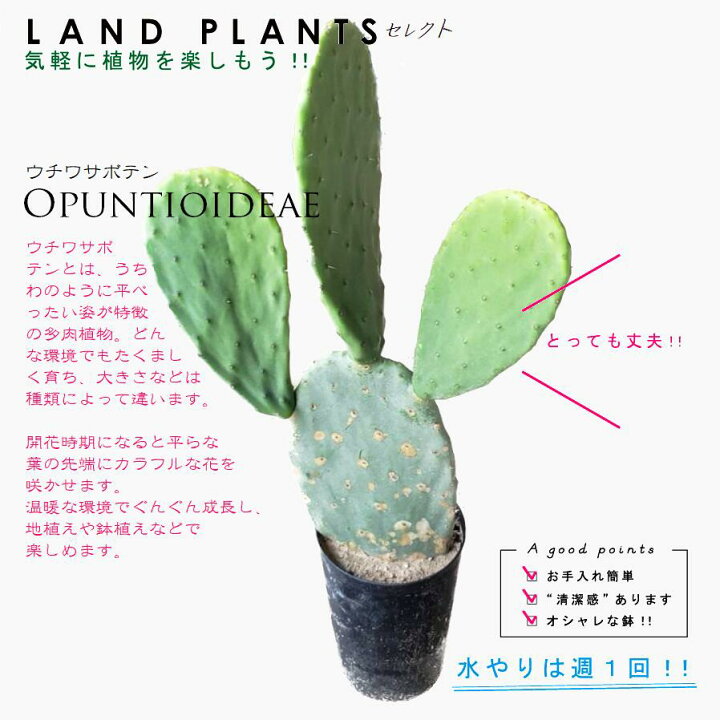 楽天市場】ウチワサボテン（しゃもじ型） 5号 プラスチック鉢 約50cm 