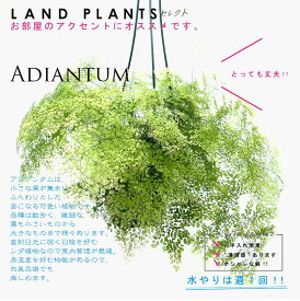 【シダ植物】 アジアンタム（ミクロフィラ） 5号 吊り鉢 黒色プラスチック鉢 シダ シダ植物 タマシダ ホウライシダ Adiantum