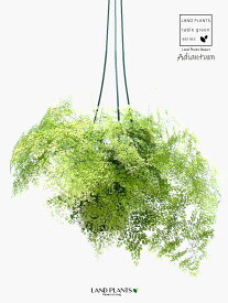 【シダ植物】 アジアンタム（ミクロフィラ） 5号 吊り鉢 黒色プラスチック鉢 シダ シダ植物 タマシダ ホウライシダ Adiantum