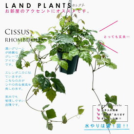 【つる植物】 グレープアイビー（シッサス・ロンビフォリア） 6号 吊り鉢 プラスチック鉢 Cissus rhombifolia