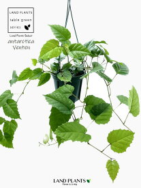 【つる植物】 カンガルーアイビー（シッサス・アンタルクティカ） 6号 吊り鉢 プラスチック鉢 Cissus antarctica