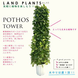ポトス（タワー）180cm 10号 白色 プラスチック鉢 尺 尺鉢 10寸 大型 リース Pothos tower