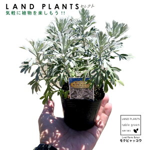 yc؁zyŊ뜜2ށiVUjz NrbREiԐFFFj 3 F |bgc e LN LN Vo[[t {̐ł̂̂쐶 bhf[^ubN Crossostephium chinense