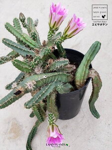 �G�r�T�{�e���i���E�ہj 5�� �v���X�`�b�N�� �T�{�e�� �G�L�m�P���E�X ���E�� ⾉Όn Echinocerreus