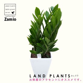 ザミオクルカス 6号 プラスチック鉢 Zamioculcas zamiifolia