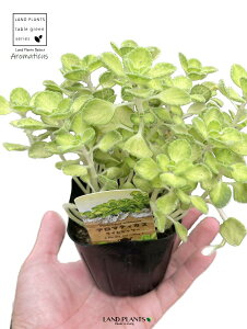 yAz  A}eBJXiCV[j 3 F |bgc   t͗l Aromaticus cuba oregano