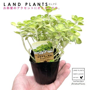 yAz A}eBJXiFCV[j 3 F |bgc   t͗l Aromaticus cuba oregano