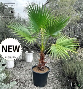 ViVgVj 1 15 vX`bN F V̖ p[c[ ILiV VgjAp[ Washingtonia filifera
