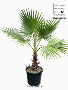 ViVgjAp[j 15 vX`bN F V̖ p[c[ ILiV VgV Washingtonia filifera