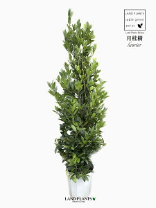 [GijFQbPCWj 10 vX`bN m[uE[ n[u j Laurus nobilis