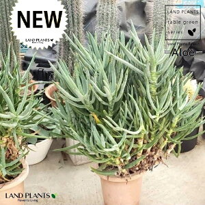 AGiVV}j 1 7 vX`bN AGVV} Aloe ramosissima