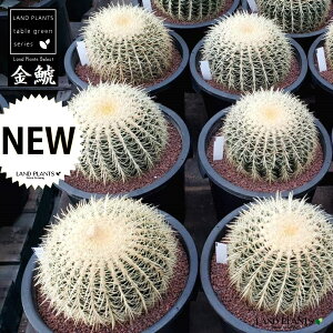 ybNK[fpcz T{eíFLV`j 12 vdl F vX`bN S[foJN^X ^}T{e T{ẻl Echinocactus grusonii