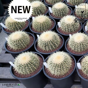 ybNK[fpcz T{eíFLV`j1 8 vdl F vX`bN S[foJN^X ^}T{e T{ẻl Echinocactus grusonii