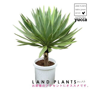 bJiOI[TFj 10 vX`bN 1 bJOIT OIT bJ bJ hCK[f yucca gloriosa