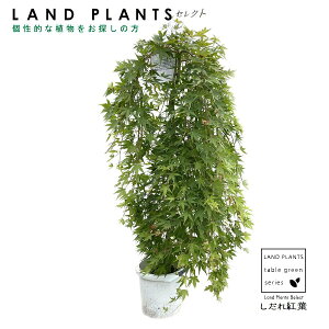 } ݂iFイj 1 8 vX`bN gt ݂ ~W JGf Cn~W } V_  Acer palmatum