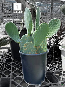 y1_zyiz T{eiE`T{ej 11 vdl F vX`bN Opuntia