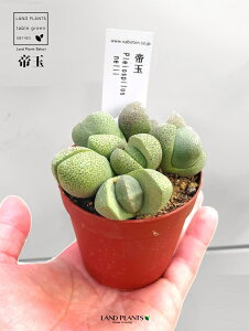 yAz ZiʁFĂ傭j 2.5 vX`bN n}~Yi vCIXsX Pleiospilos nelii