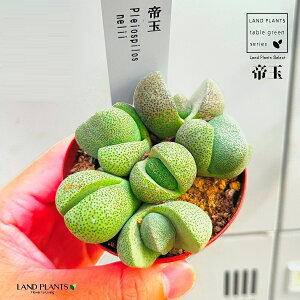 yAz ZiʁFĂ傭j 2.5 vX`bN n}~Yi vCIXsX Pleiospilos nelii