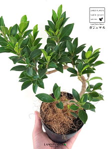 KW}iȂj 4 vX`bN F ̖ K̖ LWi[ Ficus microcarpa