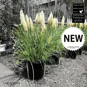 ppXOXiV[g^Cvj 1 11 vX`bN F VKlV V F Cortaderia selloana Pampas grass