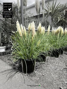 yGߏiz ppXOXiV[g^Cvj 1 11 vX`bN F VKlV V F Cortaderia selloana Pampas grass