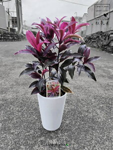 y󏭕izigEFxjNWNj 4 F vX`bN }E uREW qt {̐ł̂̂쐶 bhf[^ubN Ardesia crenata