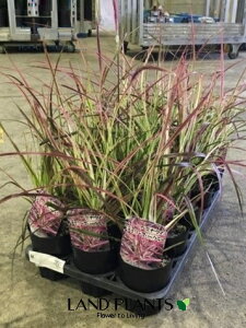 【ケース販売:15入】 ペニセタム(チェリースパークラー)15鉢 3.5号 ポット苗 イネ ペニセタム チカラシバ PENNISETUM SETACEUM 'CHERRY SPARKLER'