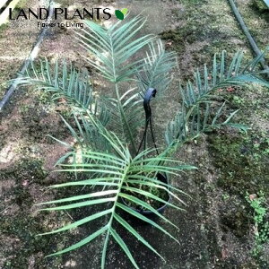 �t�B���f���h�����i�r�s���^�c���j 7�� �v���X�`�b�N�� �݂蔫 �s�s���^�c�� Philodendron bipinnatifidum