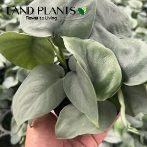 XL_vTXiIXgVo[j 3 |bgc Scindapsus