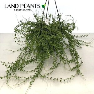 fBXLfBAi~In[gj 6 ݂ vX`bN Dischidia "Ruscifolia"