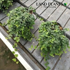 tBJXEv~i~j}j1 3 |bgc FICUS PUMILA CV. 'MINIMA'