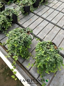 tBJXEv~i~j}j1 3 |bgc FICUS PUMILA CV. 'MINIMA'