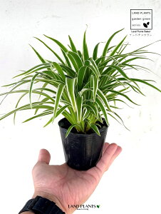 �C���h�`���E�����i�V�����I���d�������j1�� 3.5�� �|�b�g�c ��x���� �N�����t�B�c�� �x�b�`�F�b�e�B �I���Y������ ���� Chlorphytum bichetii