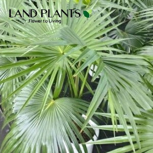 VirEVj 8 vX`bN 1 rEV V̖ VirE Livistona Chinensis