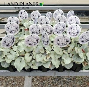 Vo[tVNiv`i[t eAtfB[efj1 3 |bgc 1 VN Vo[[t [t K[fVN Cyclamen persicum