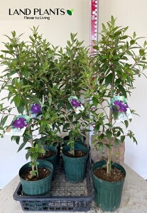 m{^F쉲OiR[g_W[j90cm 1 6 |bgc m{^R[g_W[  F F̉ Melastomataceae