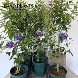 【ケース販売：6鉢】ノボタン：野牡丹（コートダジュール）90cm 6鉢 6号 ポット苗 紫 紫色 紫色の花 Melastomataceae